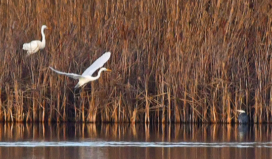 Silber- und Graureiher am Dippelsdorfer Teich Foto: NABU-Lutz Hennig