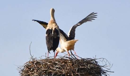 Sörche auf dem Horst am Fasanenschlösschen in Moritzburg Foto: NABU - Lutz Hennig