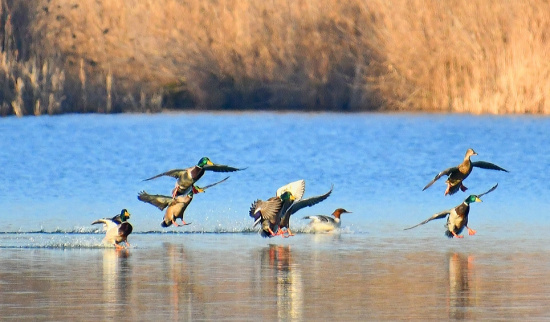 Stockenten und Gänsesäger Foto: NABU-Lutz Hennig