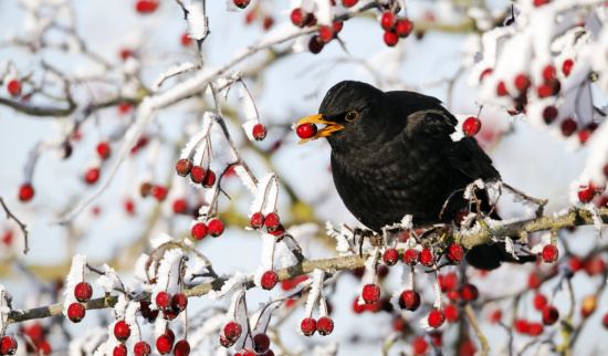 Amsel im Beerenstrauch Foto: NABU-Mike Lane