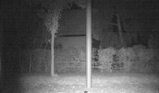 auch der Marder spielt gern mit dem Ball (Aufnahme Wildkamera) Foto: NABU-Lutz Hennig