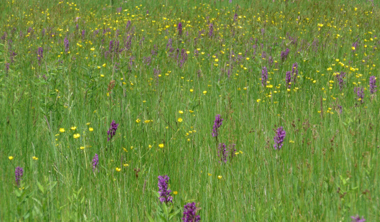 Eine Orchideenwiese benötigt spezielle Pflege Foto: Naturschutzstation Moritzburg