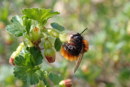 Foto: Andreas Hurtig