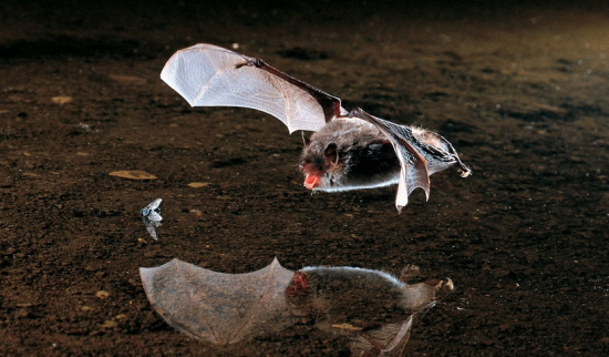 Wasserfledermaus bei der Jagd Foto: NABU/Dietmar Nill