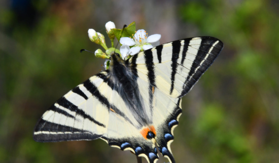 Segelfalter - einer unserer schönsten Schmetterlinge Foto: NABU - Lutz Hennig