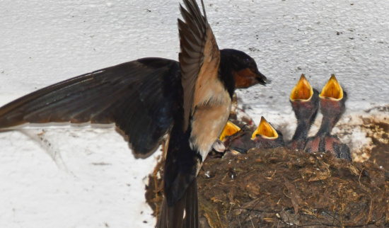 Foto: NABU - Lutz Hennig