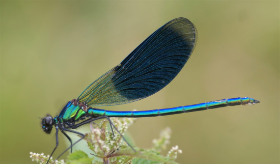 Gebänderte Prachtlibelle Foto: NABU - Uwe Stolzenburg
