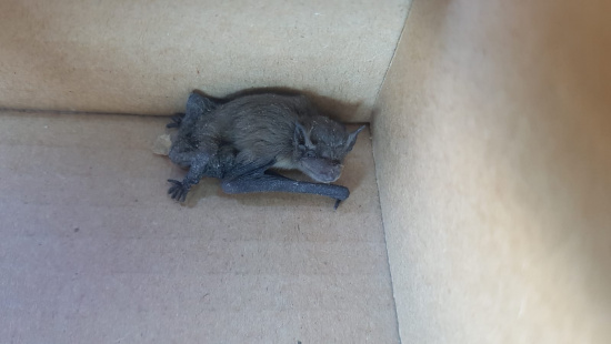 die Zwergfledermaus wird im Karton zur Pflege gebracht Foto: Berit Künzelmann, NSI Dresden