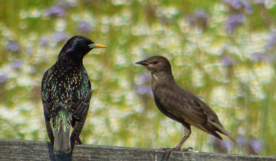 Star mit Nachwuchs Foto: NABU - Lutz Hennig